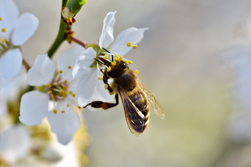 jardinerie-BEAULIEU SUR MER-min_bee-4092986